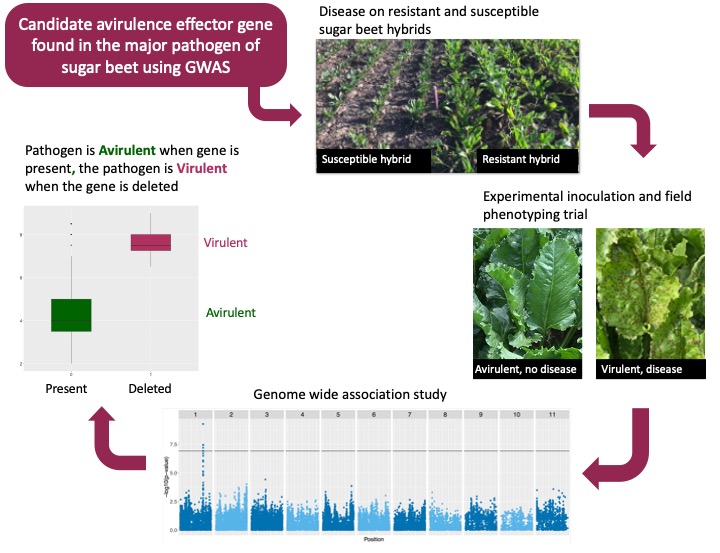 Avirulence effector in Cercospora beticola
